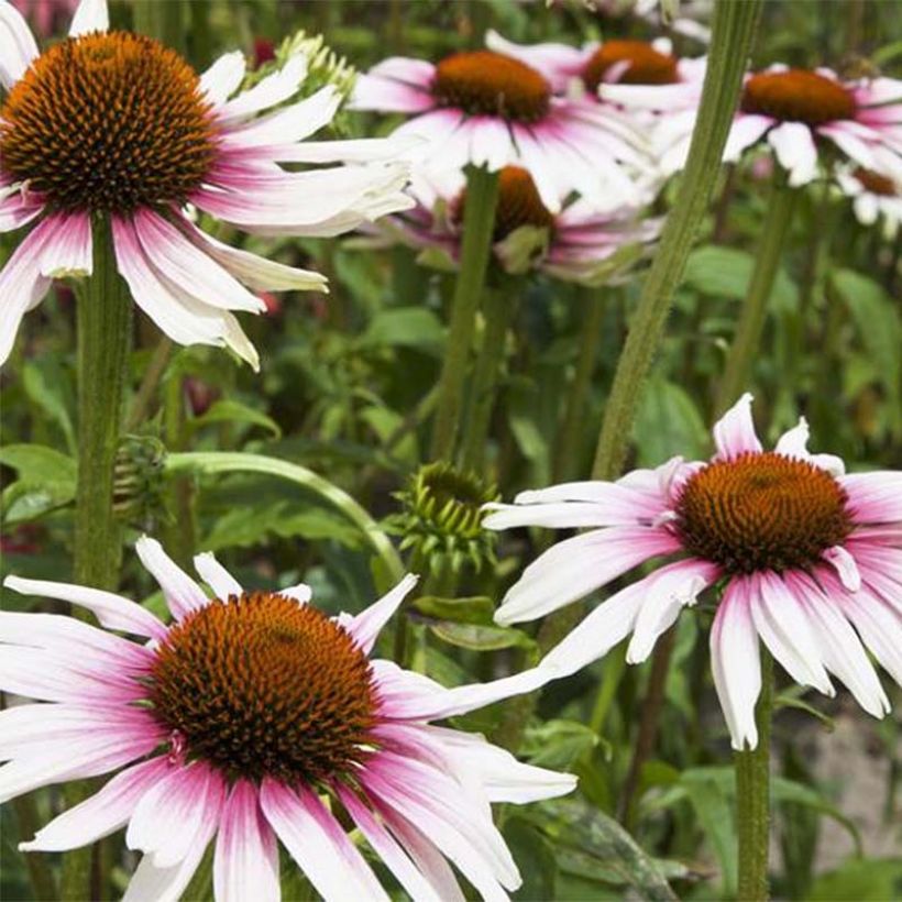 Echinacea purpurea Funky White (Fioritura)
