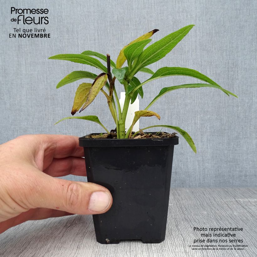 Esemplare di Echinacea purpurea Green Envy Vasetto da 8/9 cm come consegnato in autunno