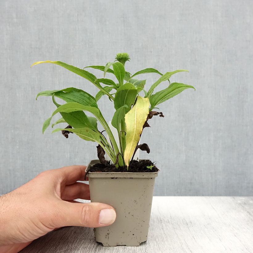 Esemplare di Echinacea purpurea Harvest Moon Vasetto da 8/9 cm come consegnato in autunno