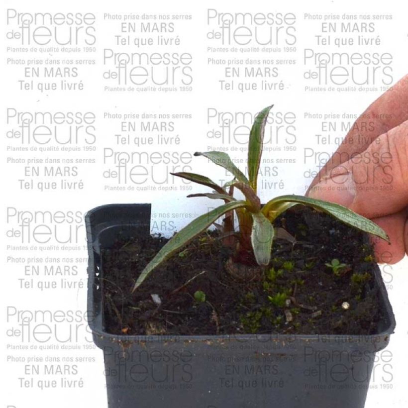 Esempio di esemplare Echinacea purpurea Summer Salsa Vasetto da 8/9 cm come consegnato