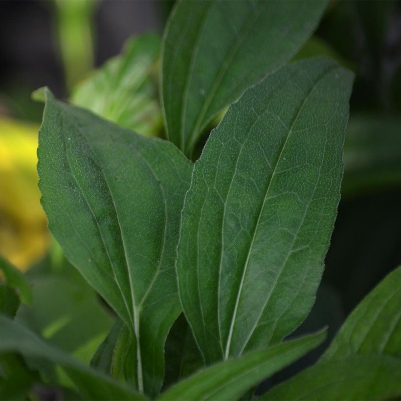 Echinacea purpurea Pacific Summer (Fogliame)