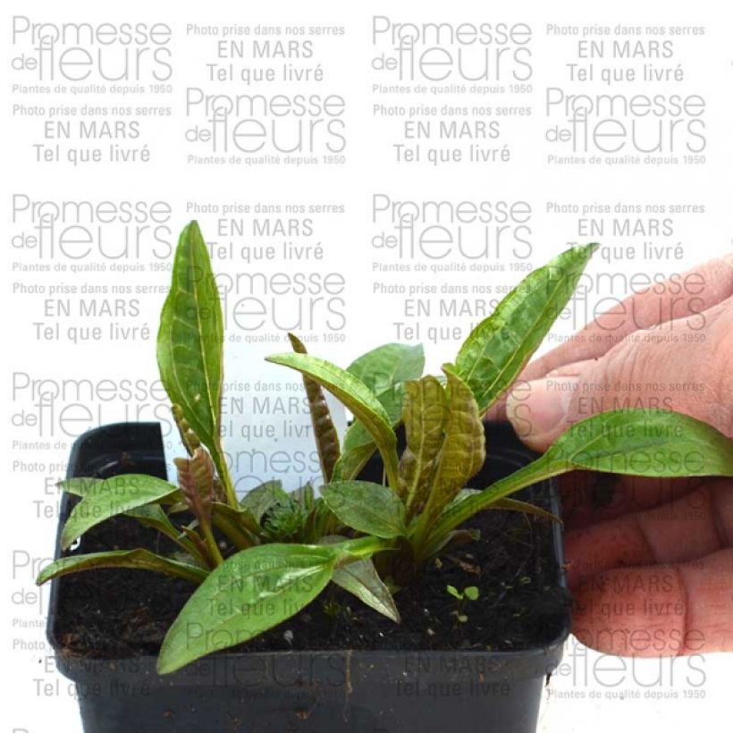 Esempio di esemplare Echinacea purpurea Pacific Summer Vasetto da 8/9 cm come consegnato