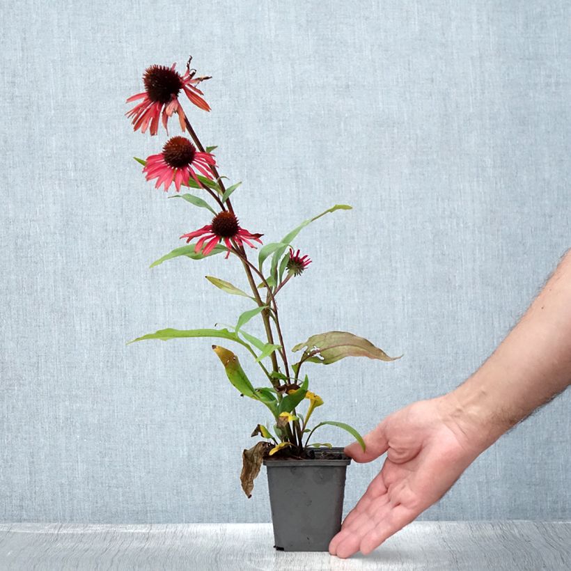 Esemplare di Echinacea purpurea Prima Ruby Vasetto da 8/9 cm consegnato in estate
