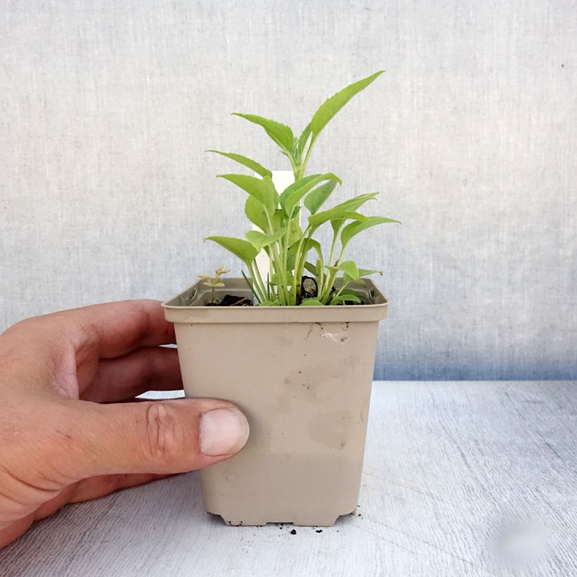 Esemplare di Echinacea purpurea Purity Vasetto da 8/9 cm consegnato in estate