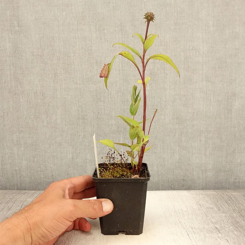 Esemplare di Echinacea purpurea Augustkönigin Vasetto da 8/9 cm consegnato in estate
