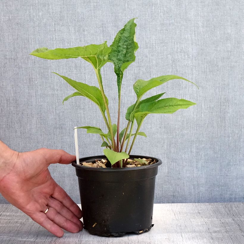Esemplare di Echinacea purpurea Vaso da 2L/3L consegnato in estate