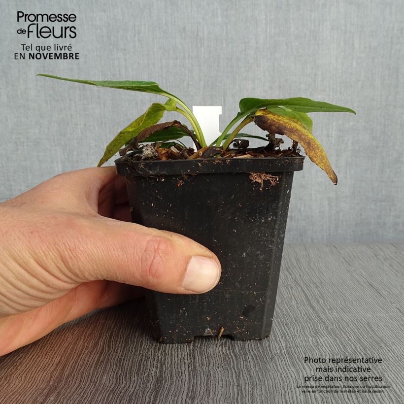 Esemplare di Echinacea purpurea Espinoso Green Vasetto da 8/9 cm come consegnato in autunno
