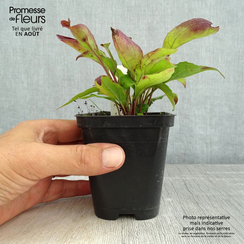 Esemplare di Echinacea purpurea Leuchtstern Vasetto da 8/9 cm consegnato in estate