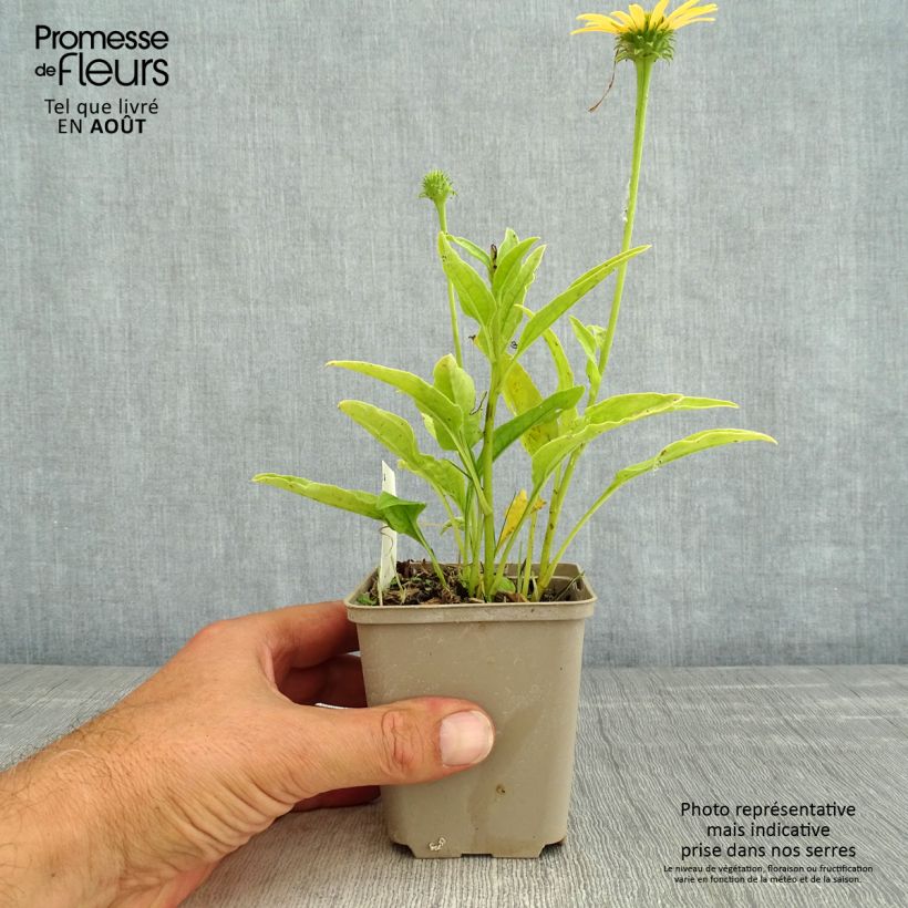 Esemplare di Echinacea purpurea Mac 'n' Cheese Vasetto da 8/9 cm consegnato in estate
