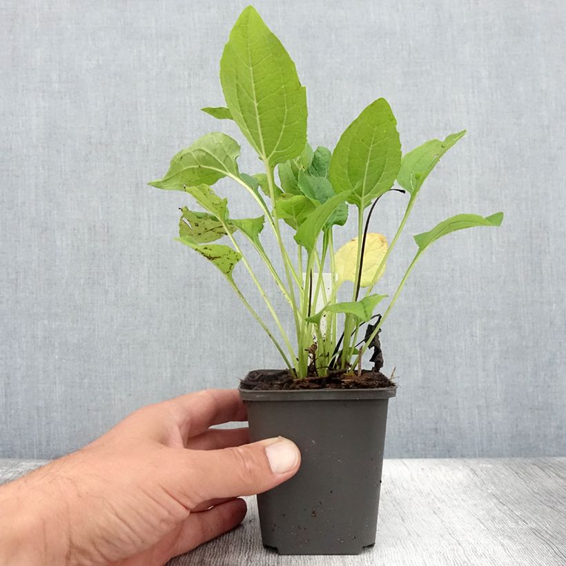 Esemplare di Echinacea purpurea Milkshake Vasetto da 8/9 cm consegnato in estate
