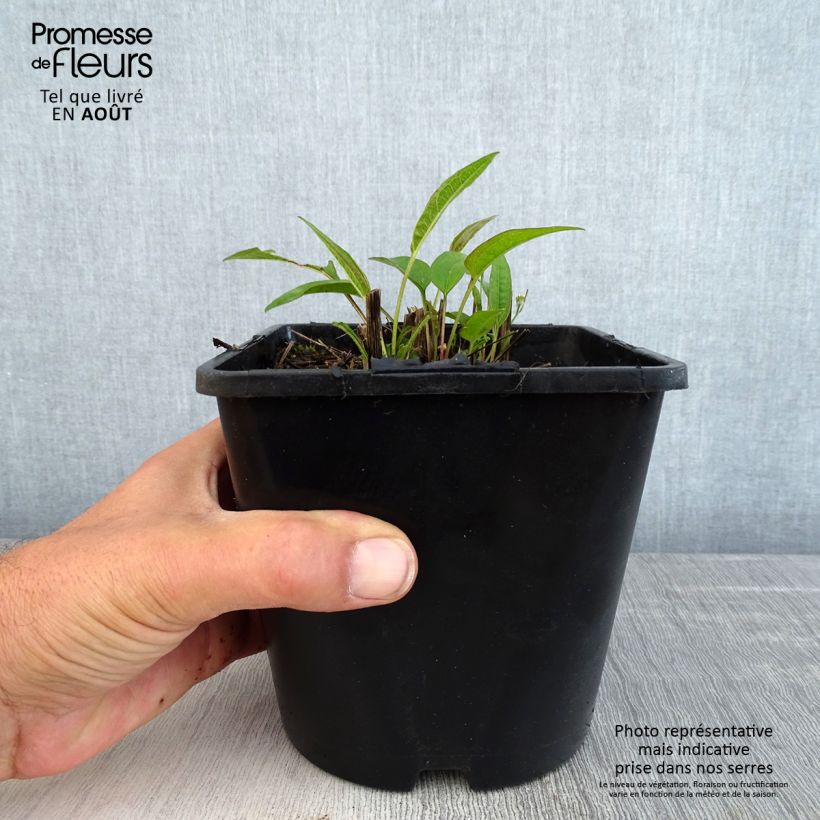 Esemplare di Echinacea purpurea Pica Bella Vaso da 2L/3L consegnato in estate