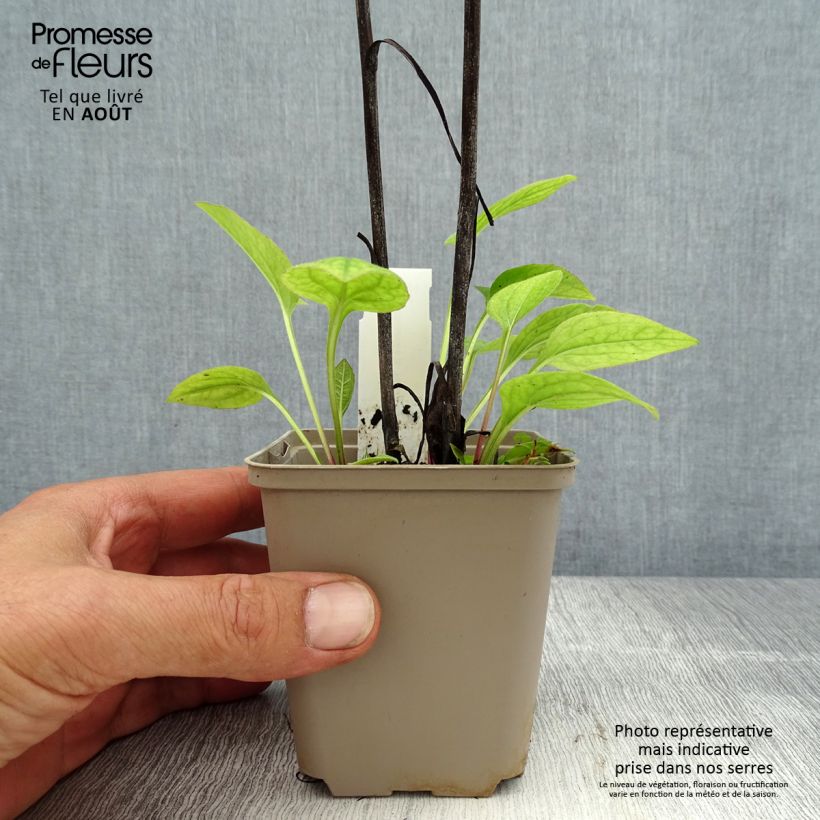 Esemplare di Echinacea purpurea Razzmatazz Vasetto da 8/9 cm consegnato in estate