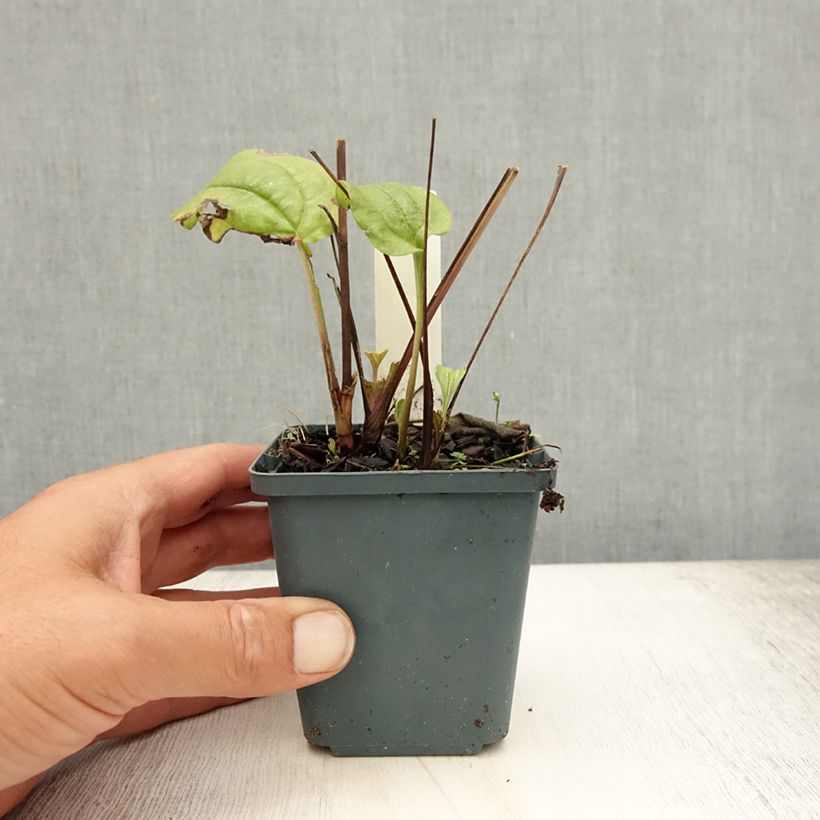 Esemplare di Echinacea purpurea Summer Cocktail Vasetto da 8/9 cm consegnato in estate