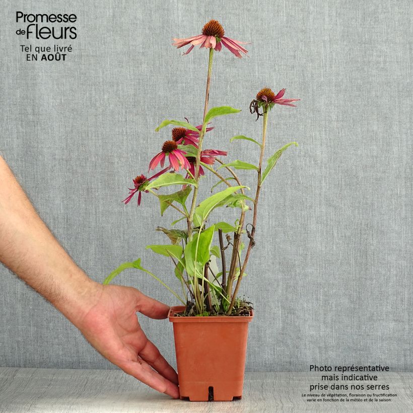 Esemplare di Echinacea purpurea Summer Cocktail Vaso da 1L/1,5L consegnato in estate