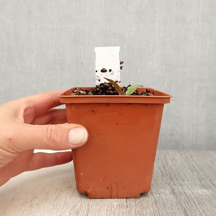 Echinacea purpurea Summer Cocktail Pot de 1L/1.5L esemplare consegnato in primavera