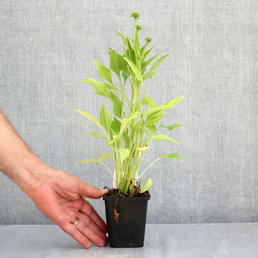 Esemplare di Echinacea purpurea Sunrise Vasetto da 8/9 cm consegnato in estate