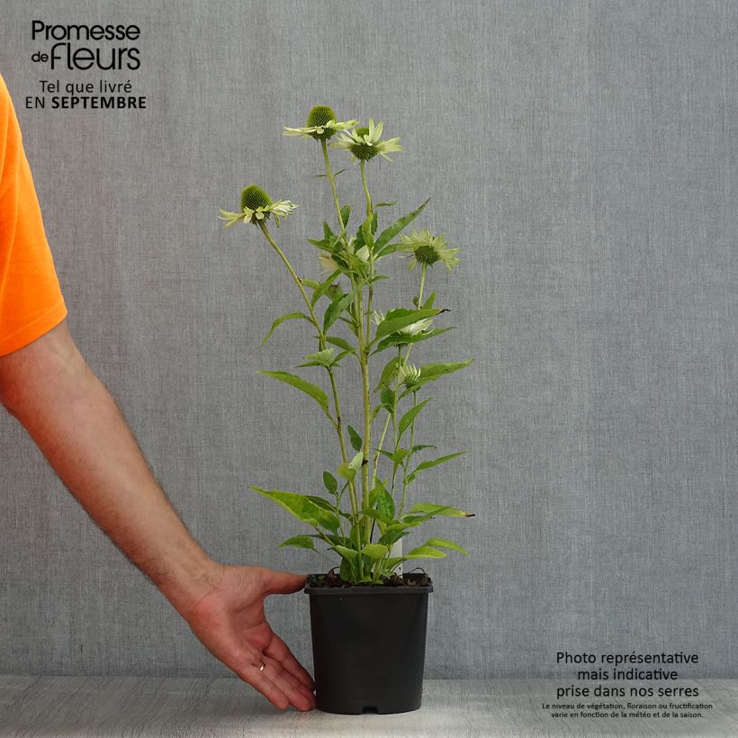 Esemplare di Echinacea purpurea Virgin Vaso da 2L/3L consegnato in estate