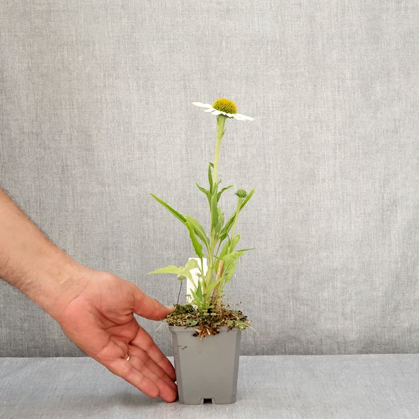 Esemplare di Echinacea purpurea White Meditation Vasetto da 8/9 cm consegnato in estate