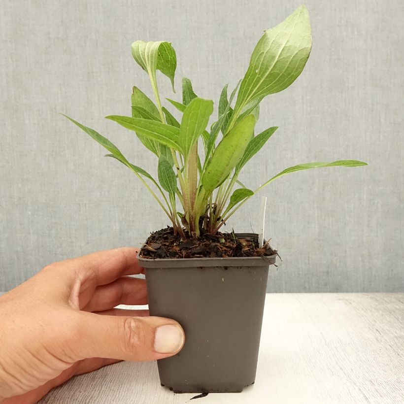 Esemplare di Echinacea purpurea Southern Belle Vasetto da 8/9 cm consegnato in estate