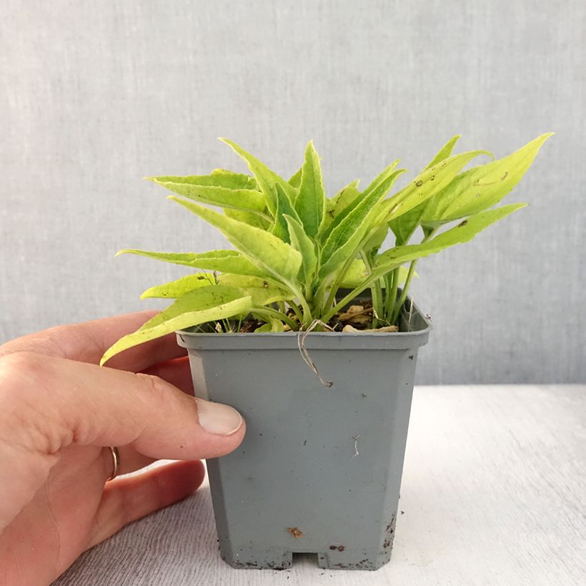 Esemplare di Echinacea purpurea SunSeekers Apple Green Vasetto da 8/9 cm consegnato in estate