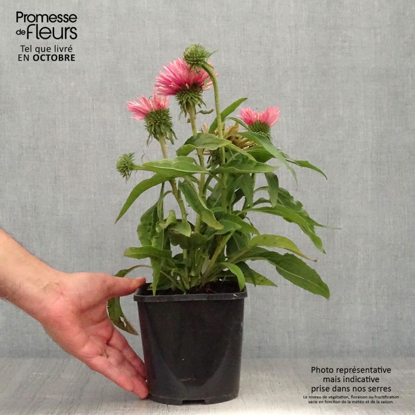 Esemplare di Echinacea purpurea SunSeekers Salmon Vaso da 2L/3L come consegnato in autunno