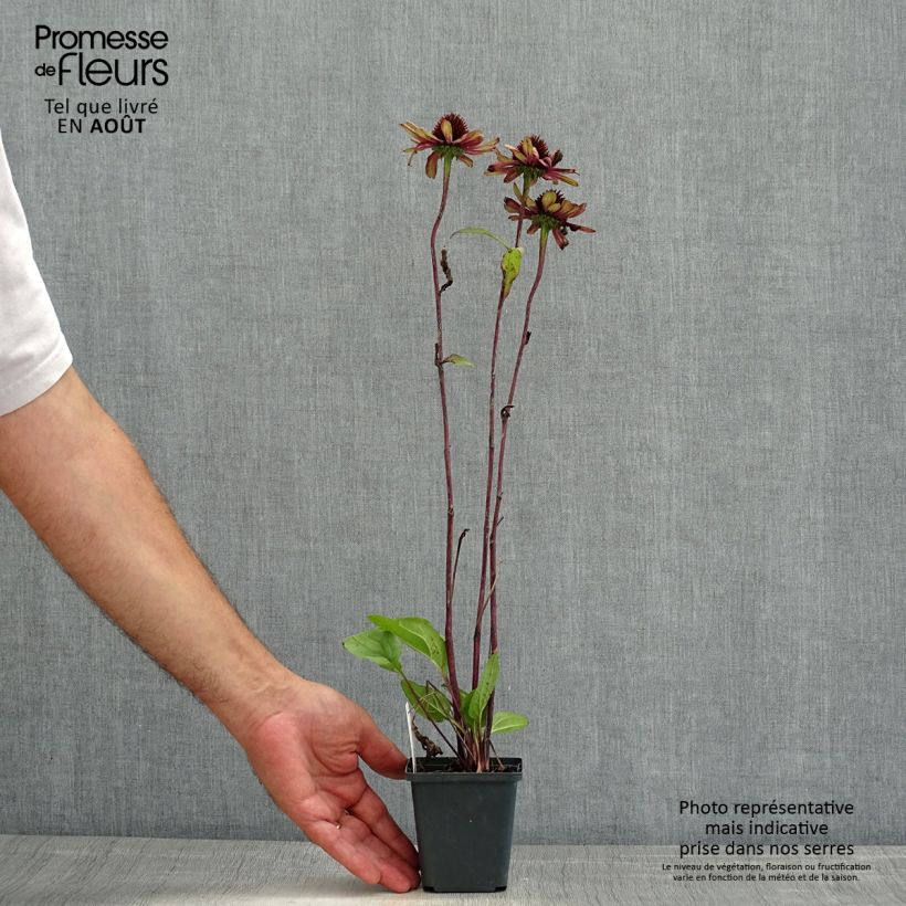 Esemplare di Echinacea Sweet Sandia Vasetto da 8/9 cm consegnato in estate