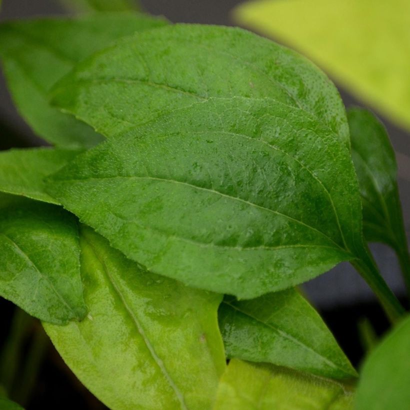 Echinacea Tweety (Fogliame)