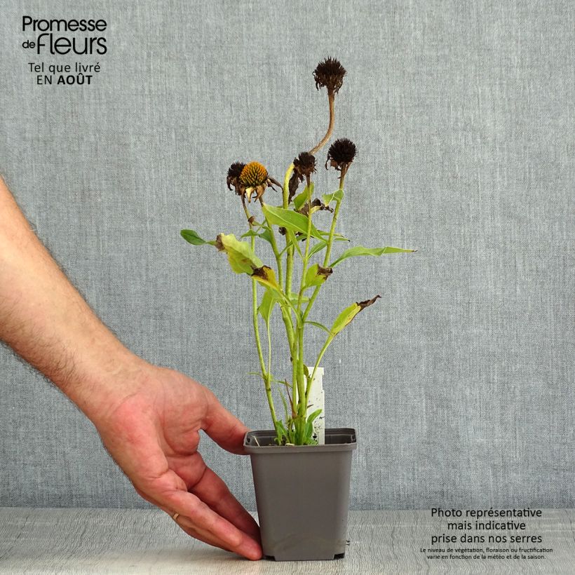 Esemplare di Echinacea Tweety Vasetto da 8/9 cm consegnato in estate