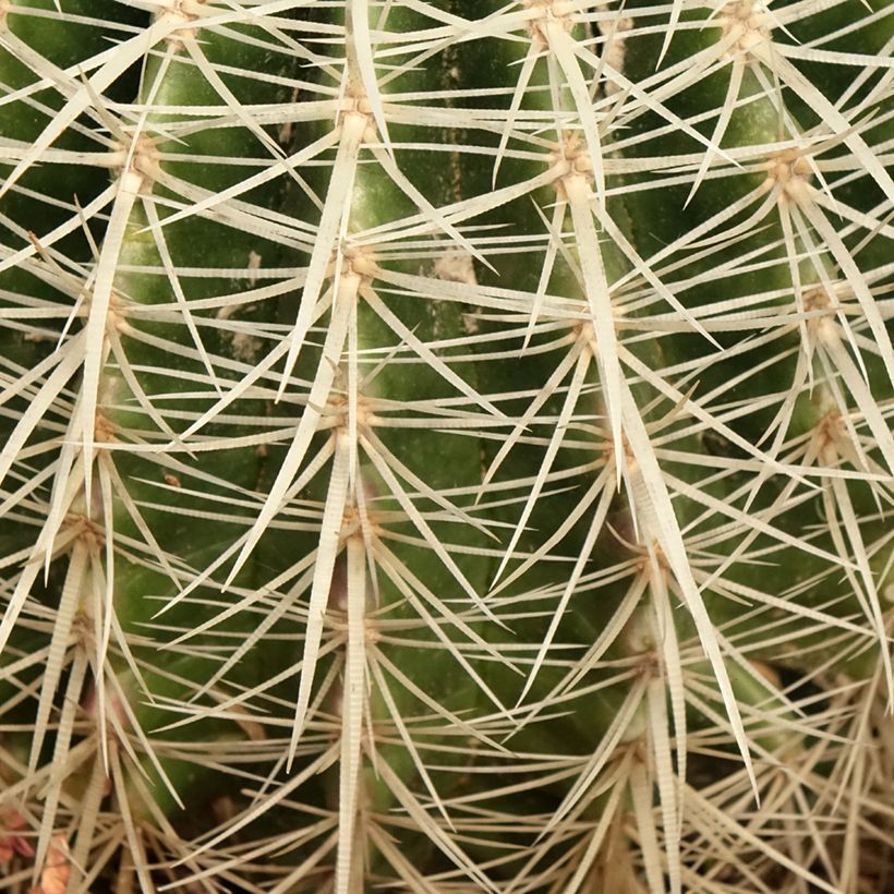 Echinocactus grusonii var. albispinus (Fogliame)
