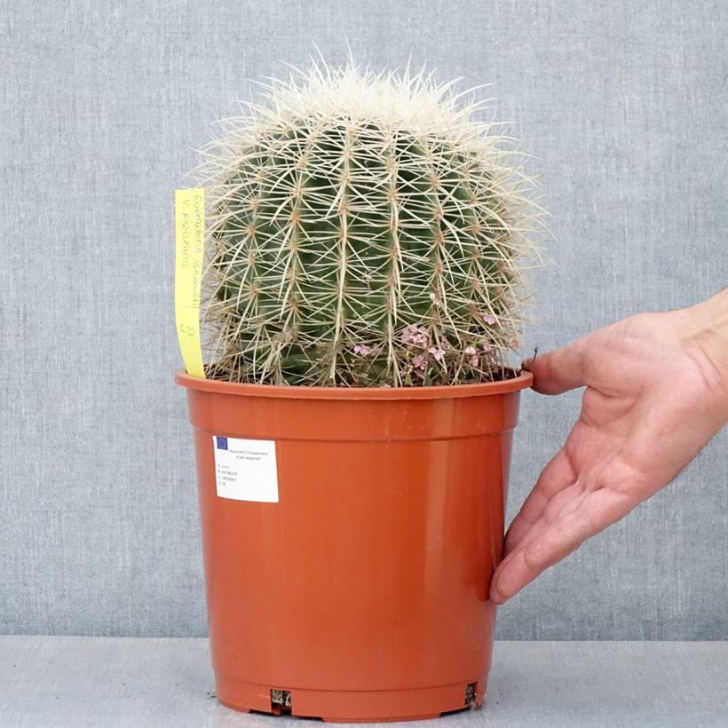 Echinocactus grusonii var. albispinus - Coussin de Belle-mère - Pot de 4L/5L esemplare consegnato in primavera
