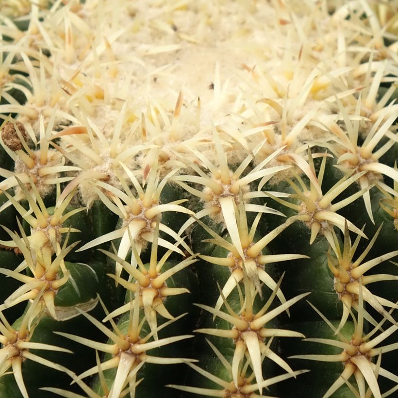 Echinocactus grusonii var. brevispinus (Fogliame)