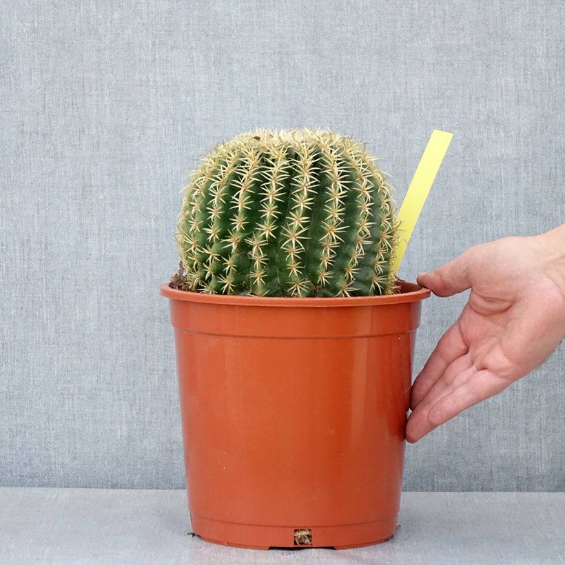 Echinocactus grusonii var. brevispinus Vaso da 4L/5L esemplare consegnato in primavera