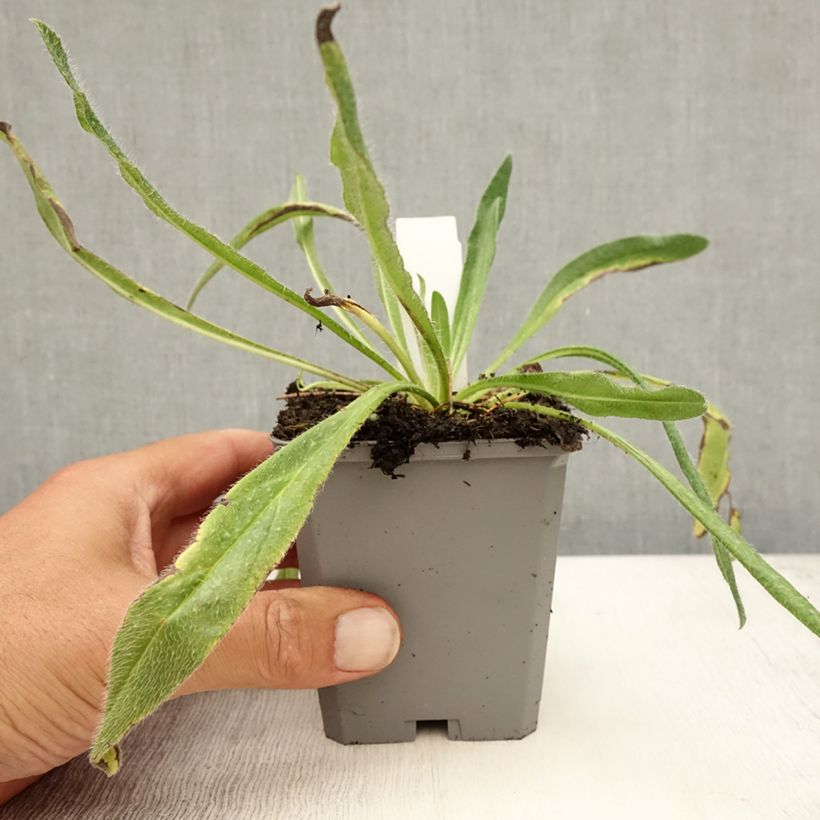 Esemplare di Echium vulgare - Viperina azzurra Vasetto da 8/9 cm consegnato in estate