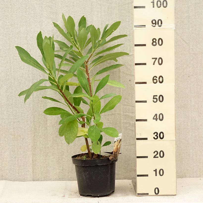 Esemplare di Edgeworthia chrysantha - Bastone di san Giuseppe Vaso da 3L/4L consegnato in estate
