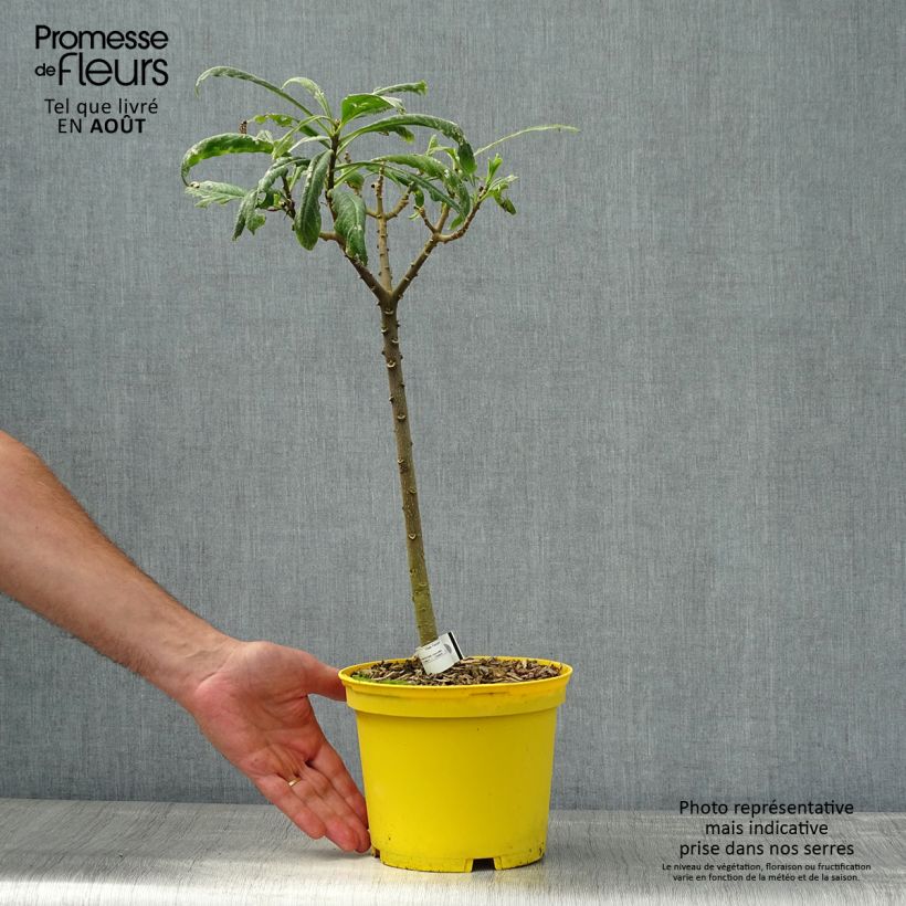 Esemplare di Edgeworthia chrysantha Nanjing Gold - Bastone di san Giuseppe Vaso da 2L/3L consegnato in estate
