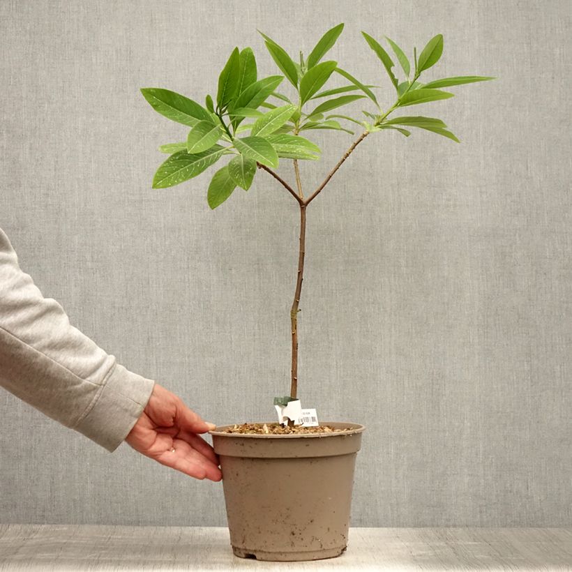Esemplare di Edgeworthia chrysantha Red Dragon 'Akebono' - Bastone di san Giuseppe Vaso da 3L/4L consegnato in estate