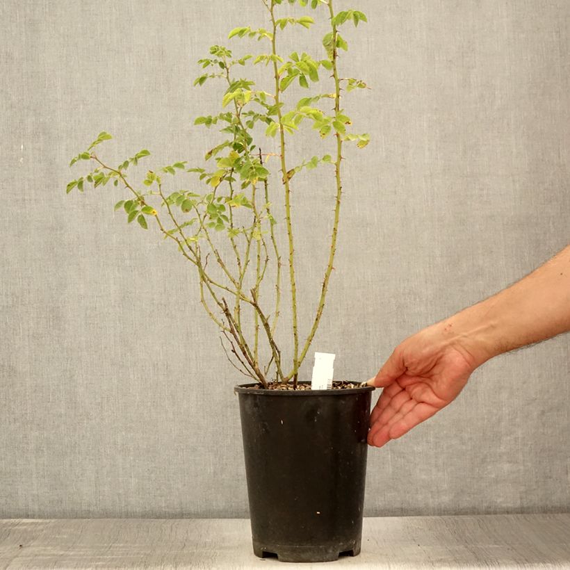 Esemplare di Rosa rubiginosa - Rosa balsamina Vaso da 2L/3L consegnato in estate