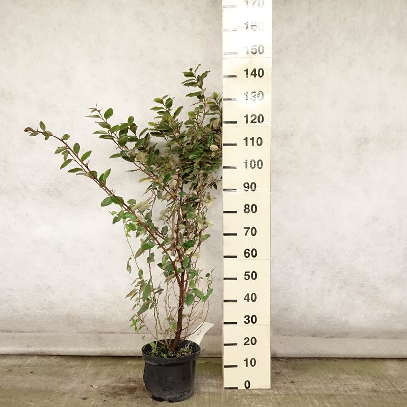 Esemplare di Elaeagnus ebbingei - Eleagno Vaso da 7,5L/10L consegnato in estate
