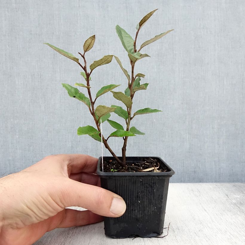 Esemplare di Elaeagnus ebbingei - Eleagno Vasetto da 8/9 cm come consegnato in autunno