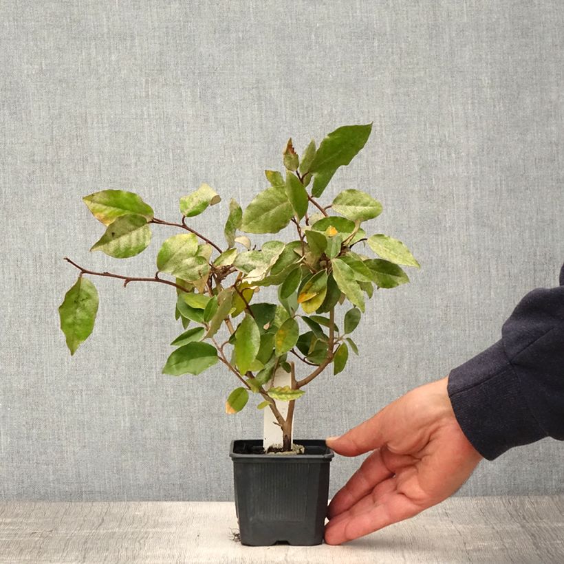 Elaeagnus ebbingei - Eleagno Vasetto da 8/9 cm esemplare consegnato in primavera