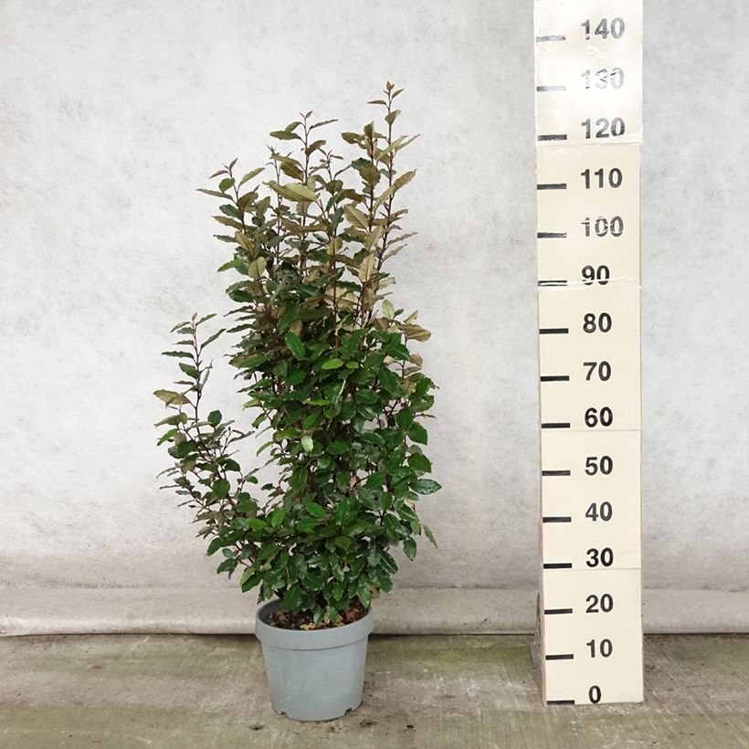 Esemplare di Elaeagnus ebbingei Compacta - Eleagno Vaso da 7,5L/10L consegnato in estate