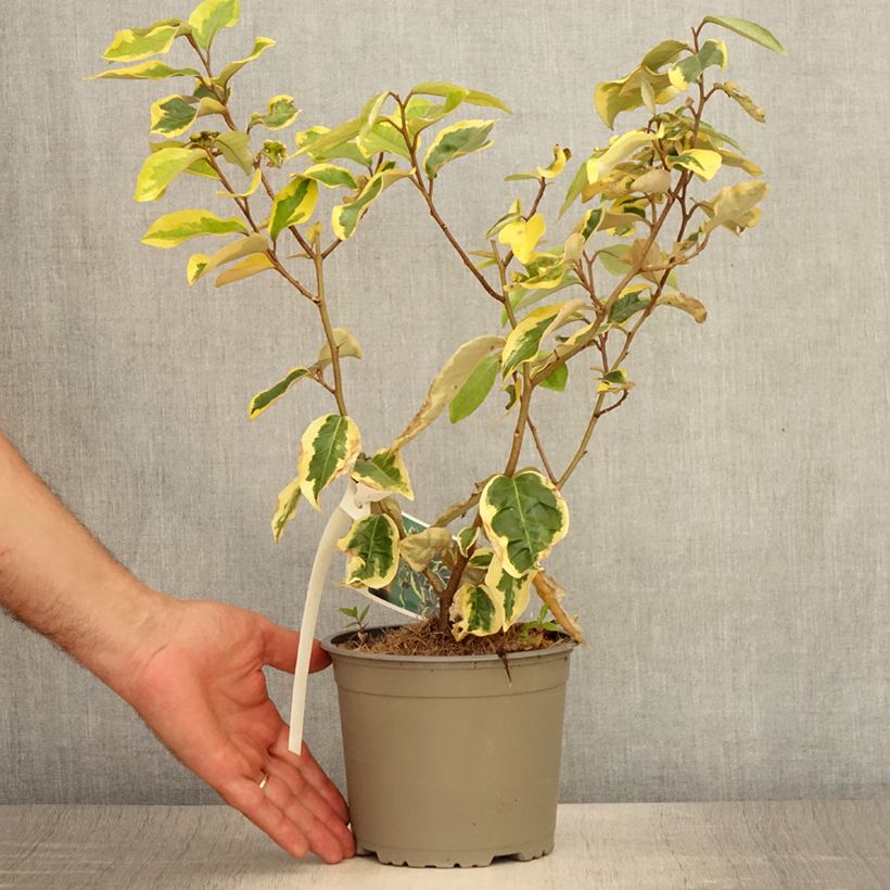 Esemplare di Elaeagnus ebbingei Gilt Edge - Eleagno Vaso da 2L/3L consegnato in estate