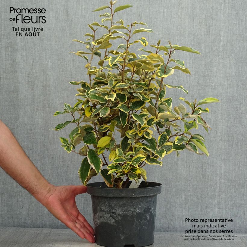 Esemplare di Elaeagnus ebbingei Gilt Edge - Eleagno Vaso da 3L/4L consegnato in estate