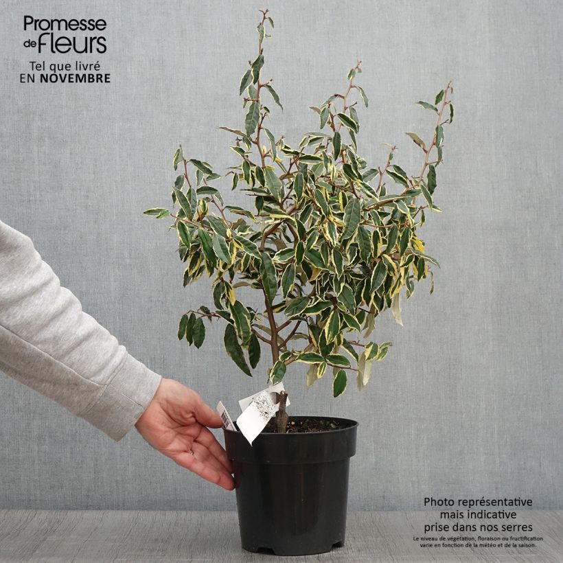 Esemplare di Elaeagnus pungens Hosuba Fukurin - Olivagno pungente Vaso da 3L/4L come consegnato in autunno