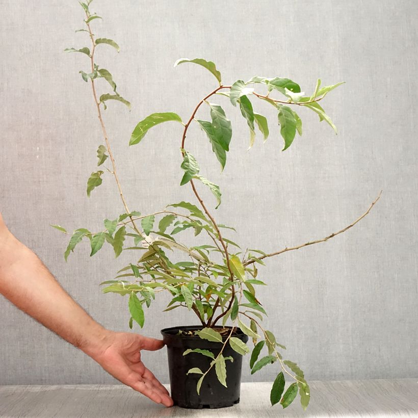Esemplare di Elaeagnus umbellata Pointilla Amoroso - Eleagno ombrelliforme Vaso da 2L/3L consegnato in estate