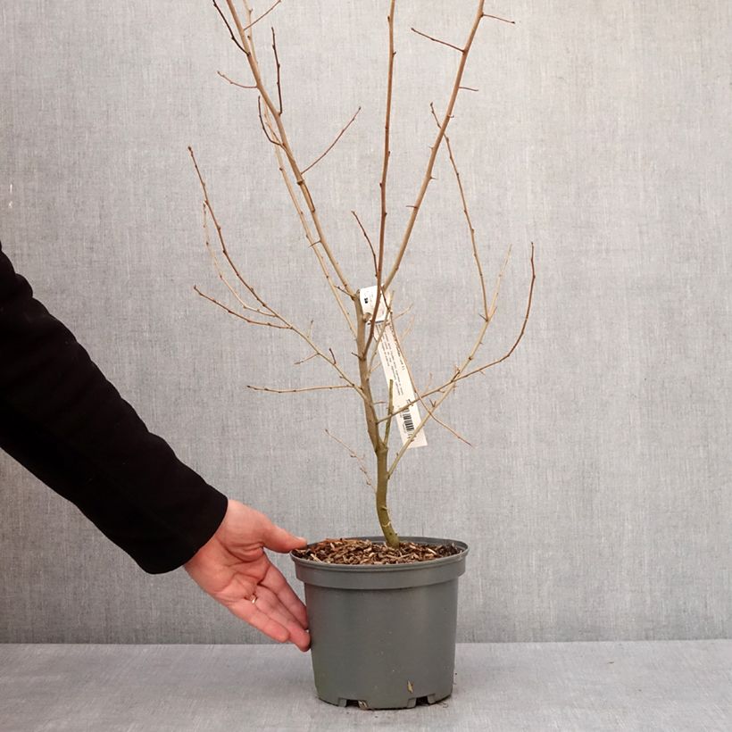 Elaeagnus umbellata - Eleagno ombrelliforme Vaso da 3L/4L esemplare consegnato in inverno