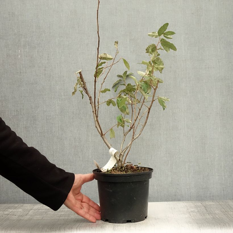 Esemplare di Elaeagnus umbellata Pointilla Sweet'N'Sour' - Eleagno ombrelliforme Vaso da 2L/3L come consegnato in autunno