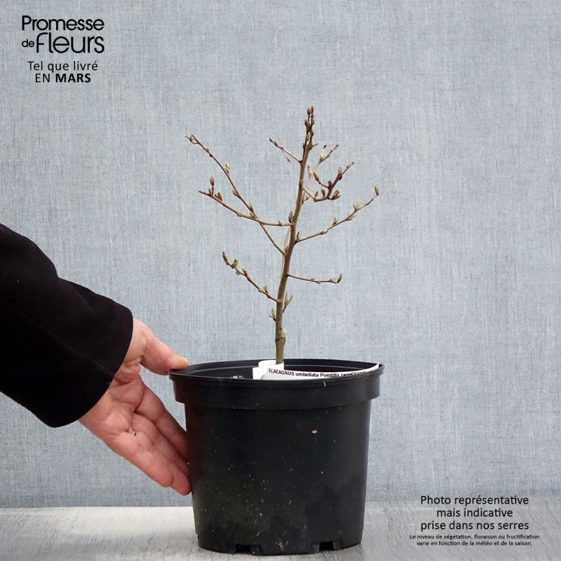 Elaeagnus umbellata Pointilla Sweet'N'Sour' - Eleagno ombrelliforme Vaso da 2L/3L esemplare consegnato in primavera