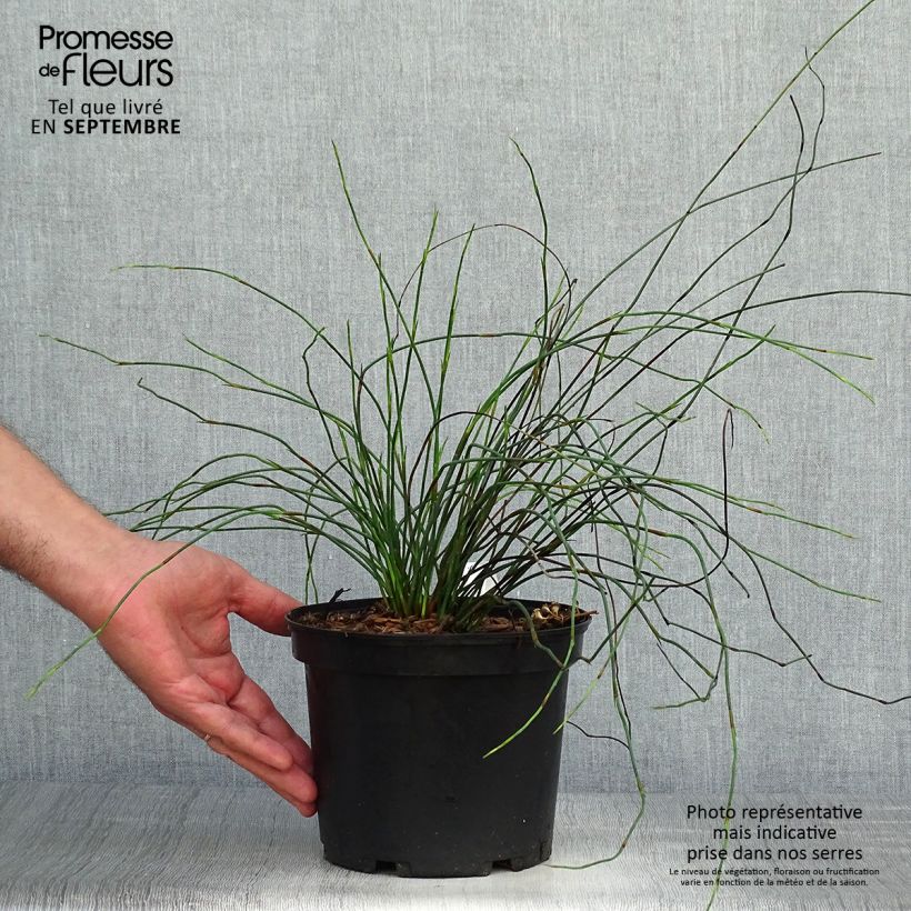 Esemplare di Elegia capensis - Restio Vaso da 2L/3L come consegnato in autunno