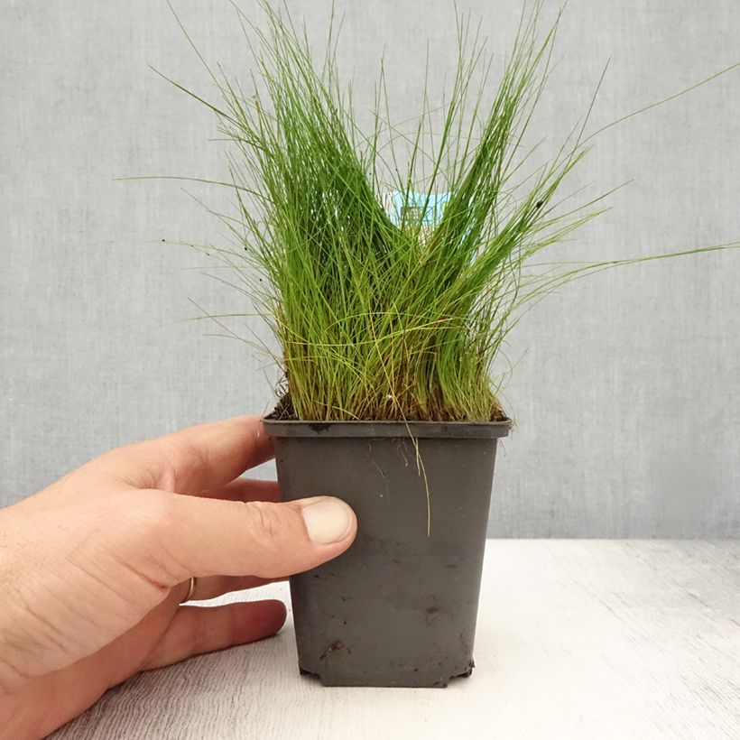 Esemplare di Eleocharis acicularis - Giunchina aghiforme Vasetto da 8/9 cm consegnato in estate
